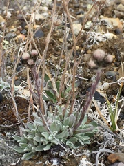Antennaria friesiana