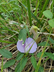 Centrosema virginianum