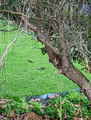 Platycercus icterotis