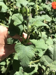 Tithonia rotundifolia