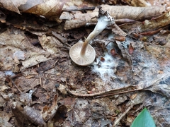 Hygrophorus eburneus