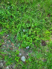 Centrosema virginianum