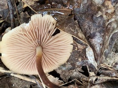 Marasmius cohaerens