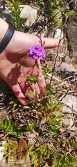 Glandularia scrobiculata
