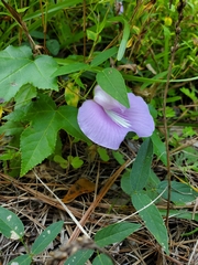 Centrosema virginianum