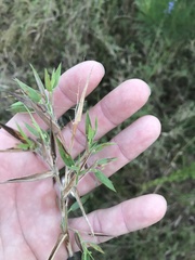 Dichanthelium scoparium