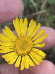 Chrysopsis gossypina