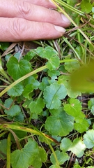 Hydrocotyle americana