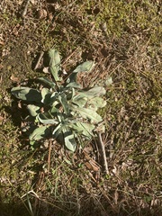 Gamochaeta americana