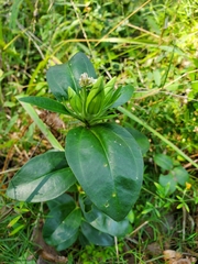 Gentiana villosa