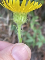 Chrysopsis gossypina