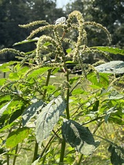 Amaranthus spinosus