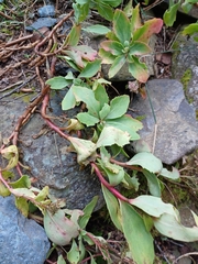 Hylotelephium telephioides