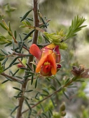 Dillwynia sericea