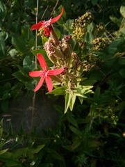 Silene regia