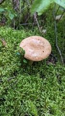 Lactarius vinaceorufescens