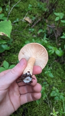 Lactarius vinaceorufescens