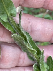 Chrysopsis gossypina