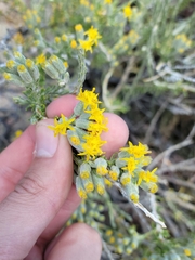 Tetradymia