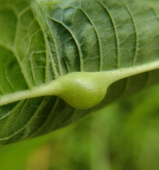 Neolasioptera vernoniae