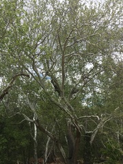 Platanus wrightii