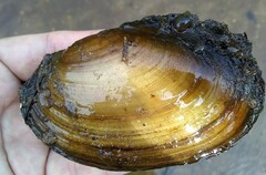 Potamilus fragilis