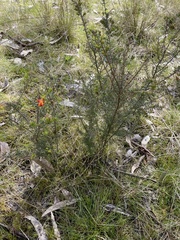 Dillwynia sericea
