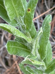 Chrysopsis gossypina