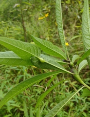 Neolasioptera vernoniae