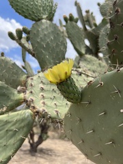 Opuntia leucotricha