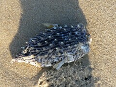 Chilomycterus schoepfii