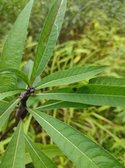 Neolasioptera vernoniae