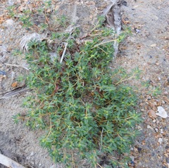Euphorbia polygonifolia