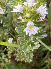 Euphrasia