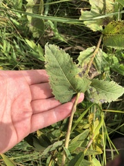 Parthenium integrifolium