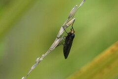 Inopus rubriceps