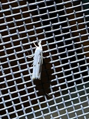 Microcrambus biguttellus
