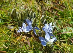Lomatogonium carinthiacum