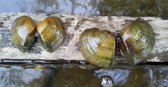 Truncilla truncata