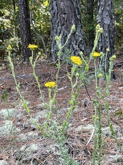 Chrysopsis gossypina