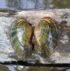 Truncilla donaciformis