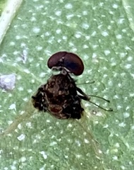 Chrysopilus basilaris
