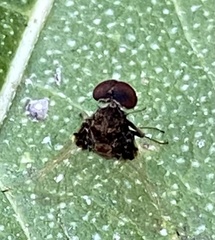Chrysopilus basilaris
