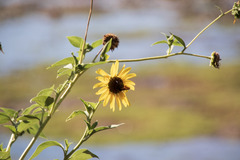 Helianthus annuus
