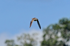 Bartramia longicauda