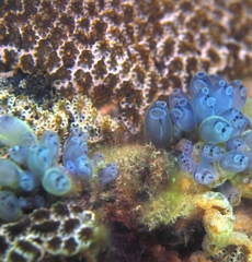 Clavelina moluccensis