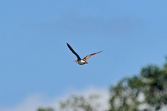 Bartramia longicauda