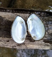 Truncilla donaciformis