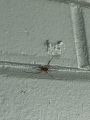 Paroligolophus agrestis
