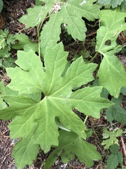 Petasites frigidus palmatus